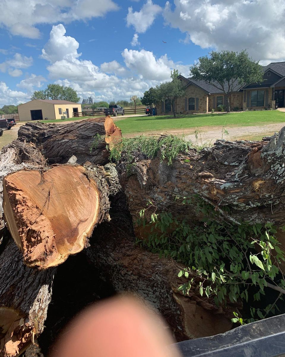 Tree Removal for Braun Tree Service  in Floresville, Texas