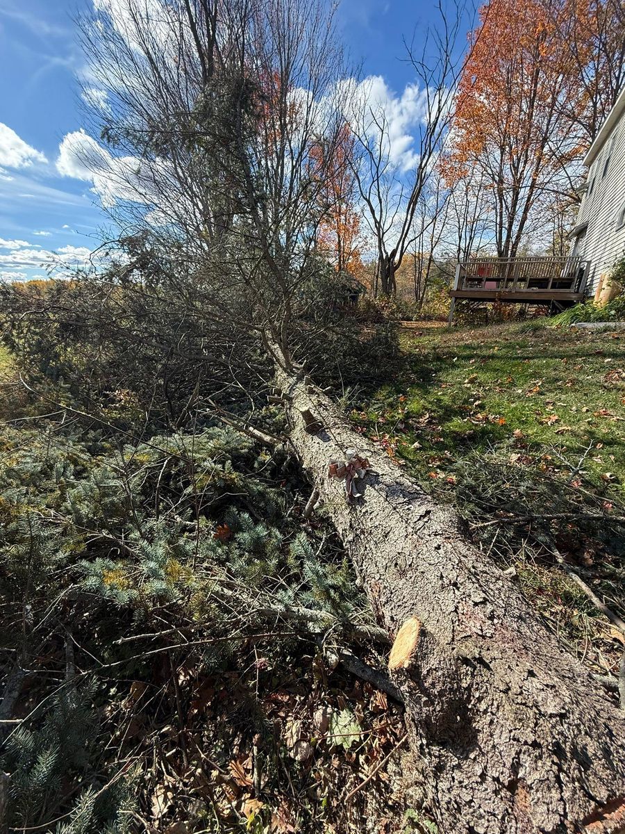 Shrub Trimming & Tree work for CWB Lawn Care & Landscaping in Franklin County, ME