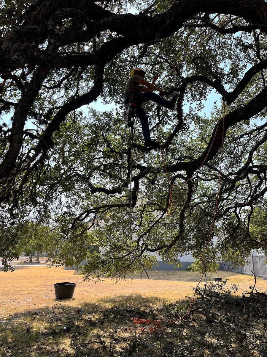 Tree Pruning for Camerons Stump Grinding & Tree Services in Austin, TX