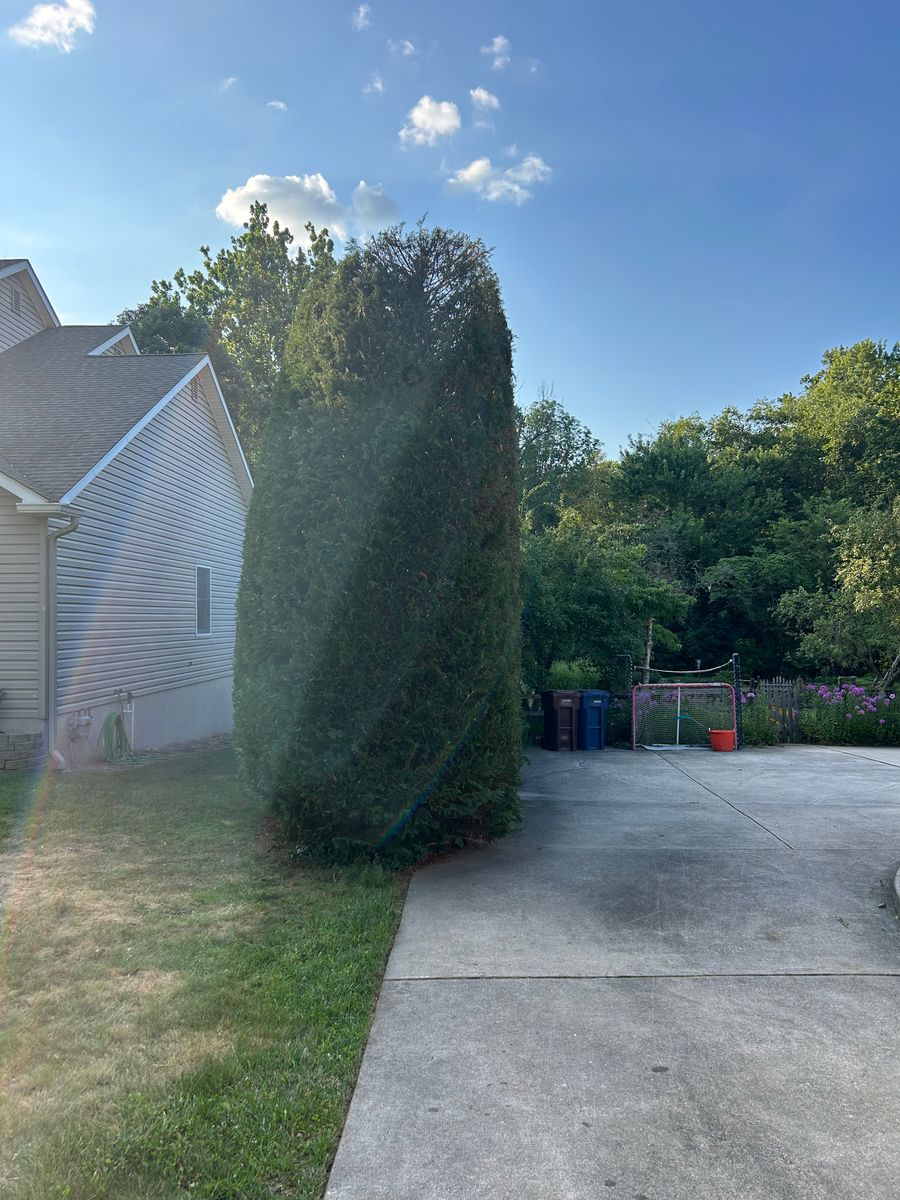 Shrub Trimming for Hingewood Tree Service in Salem, NJ