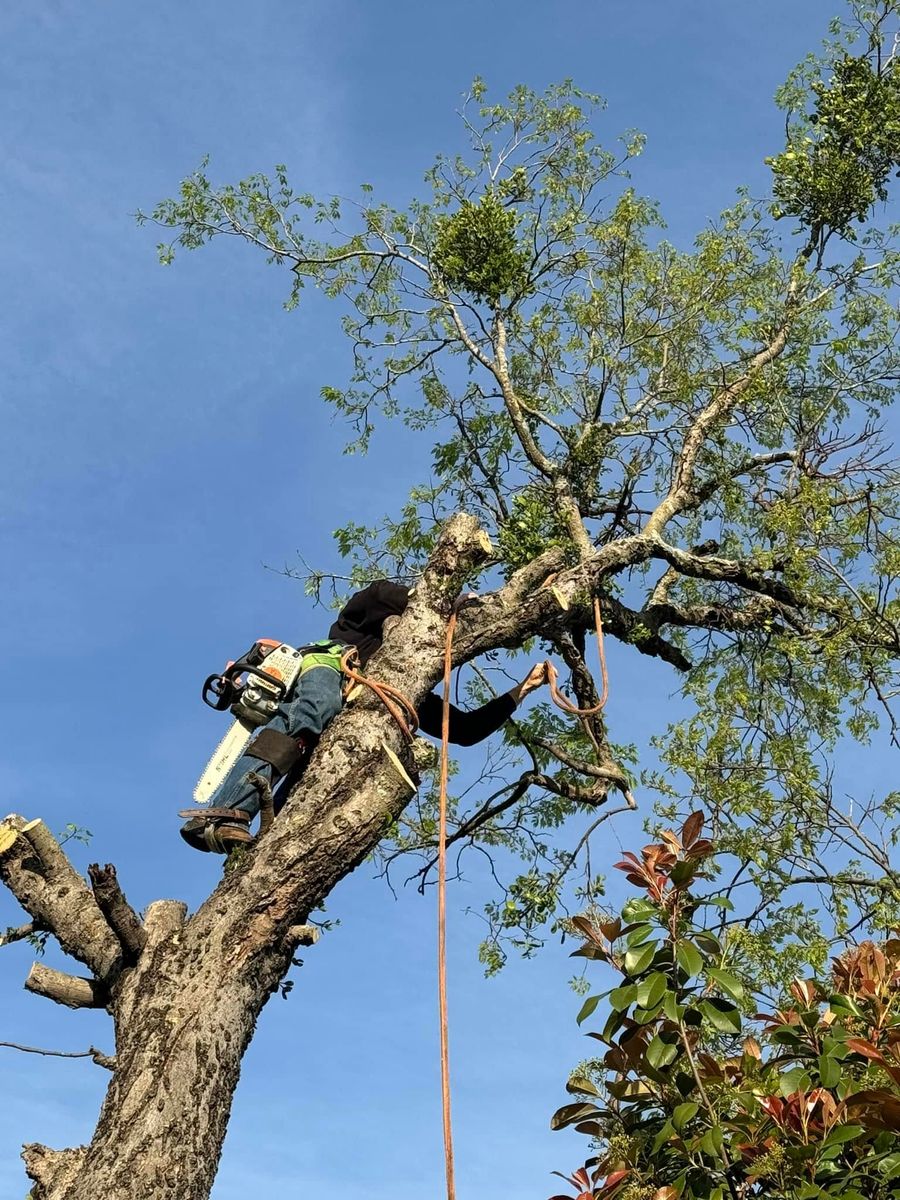 Tree Removal for Superior Lawn and Tree LLC in Clifton, TX