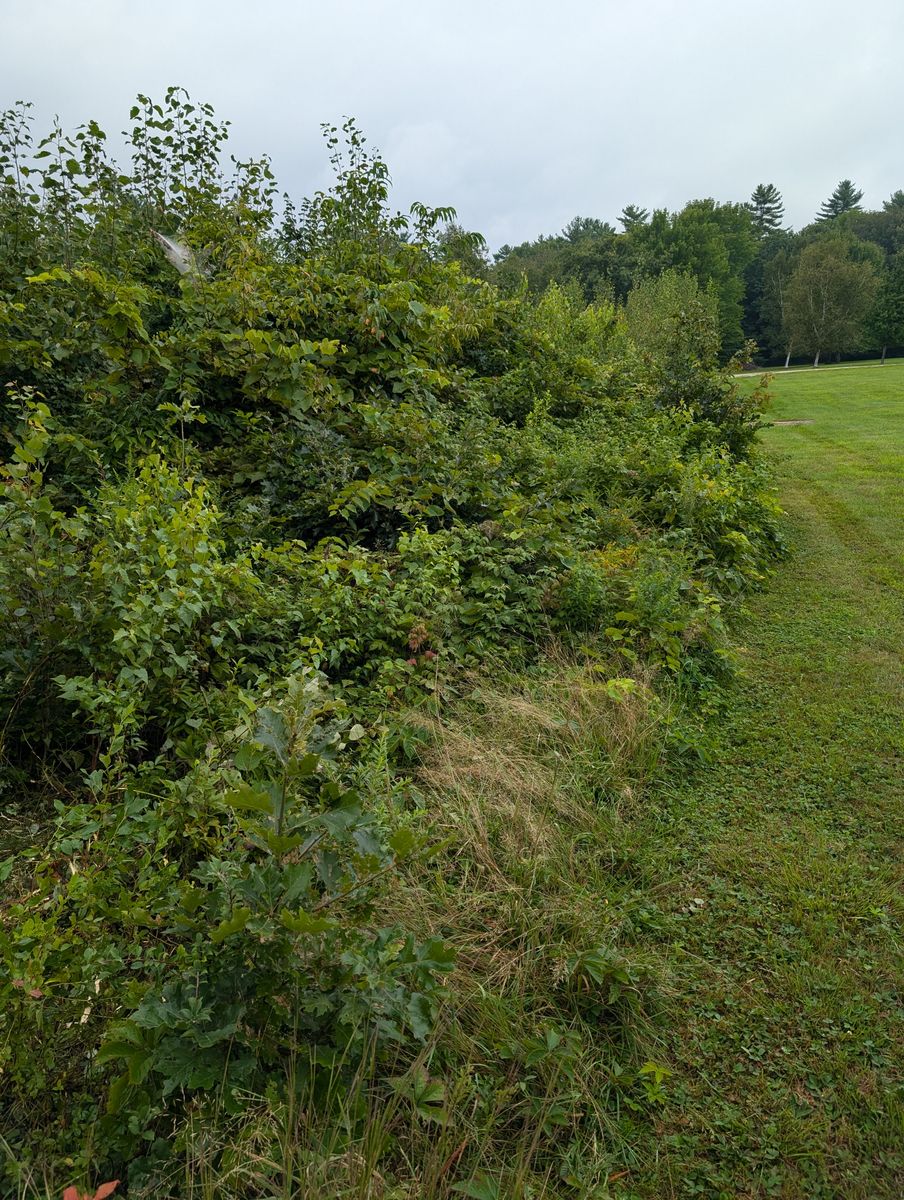 Brush Mowing And Forestry Mulching for Krahn Excavation in Oxford County, ME