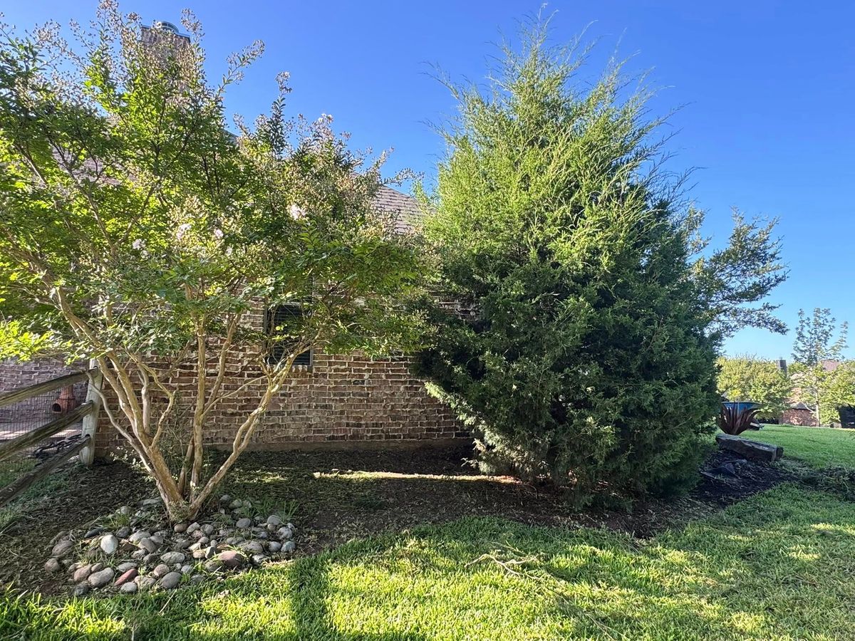 Tree Trimming for Year Round Trees & Concrete Inc. in Fort Worth, TX