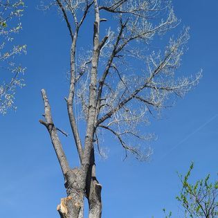 Tree Trimming for Two Fellers Tree Service in Buffalo, WY