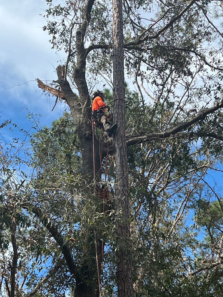 Tree Services for Broadway & McMullen Construction in Hattiesburg, MS
