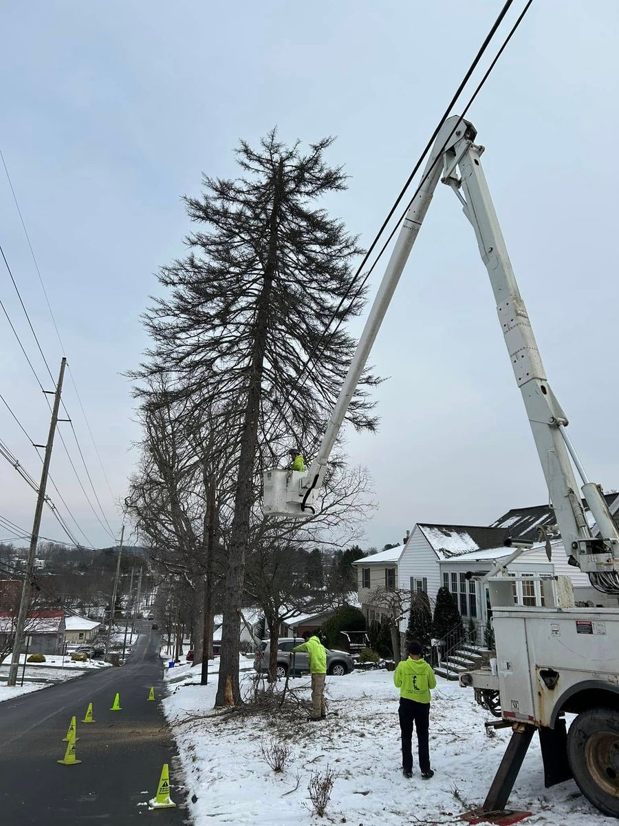 Tree Trimming for All American Tree Services LLC in Dallas, PA