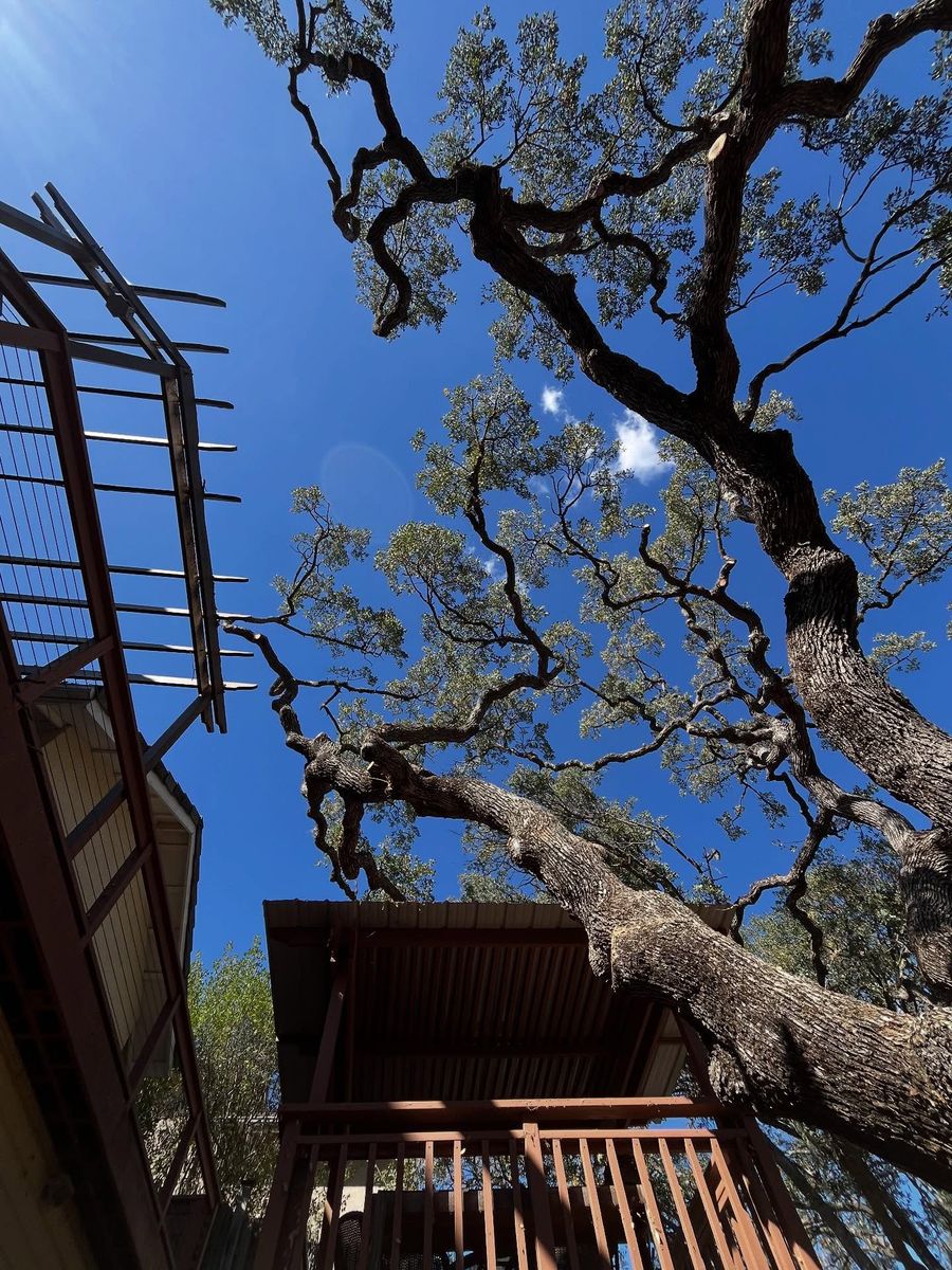 Tree Removal for A1 Junk & Tree Solutions, LLC in Paso Robles, CA
