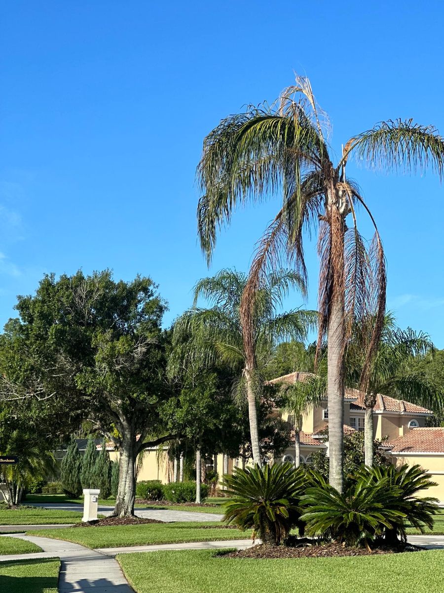 Tree Trimming for EB Trees and Landscape in Lutz, FL