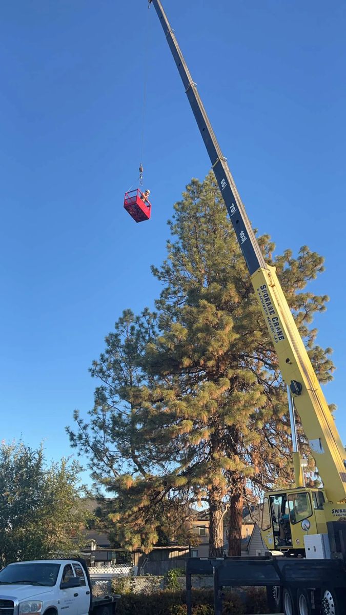 Crane-Assisted Tree Removal for AP Tree Service in Colbert, WA