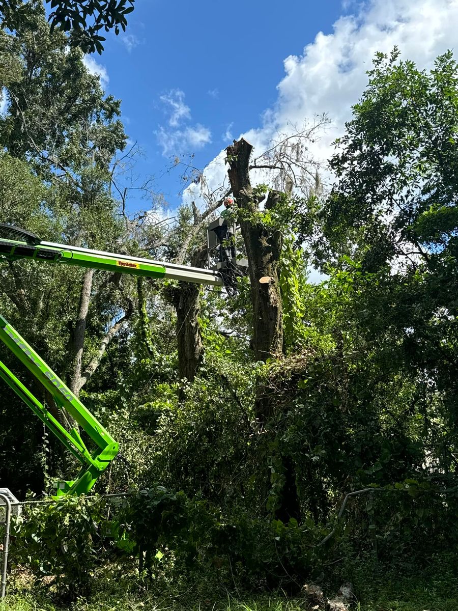 Tree Removal for Elevation Tree Service in Holiday, FL