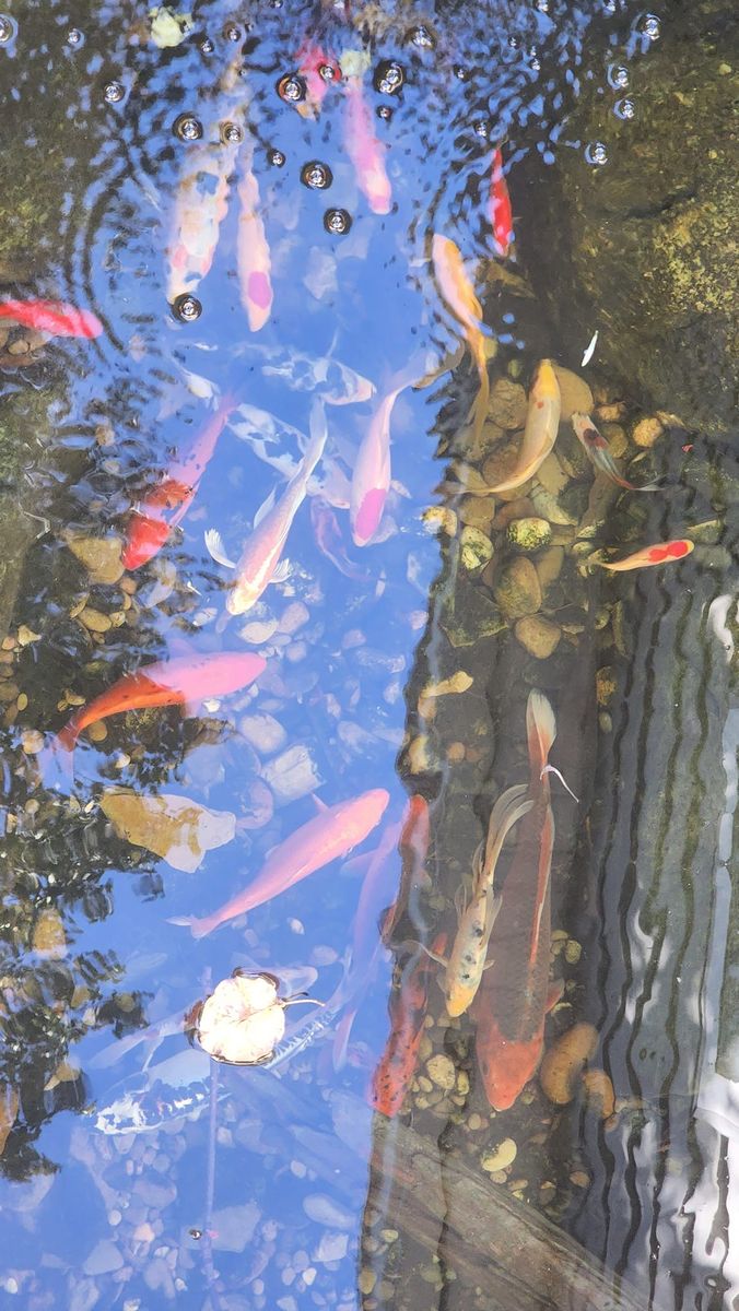 Pond Installation and Maintenance for Freeland's Water Gardens in Clarksburg, WV