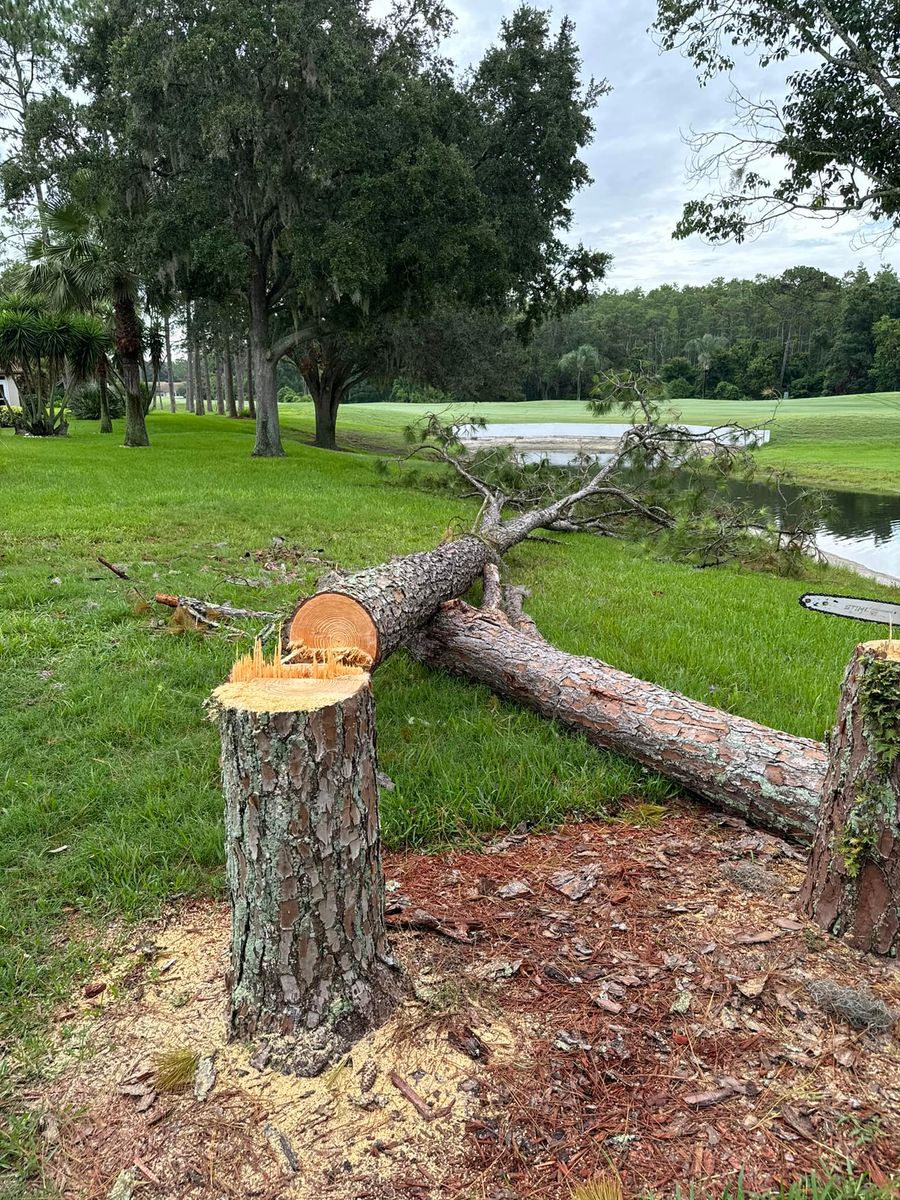 Tree Removal for Ryker's Tree Service in Dunedin, FL