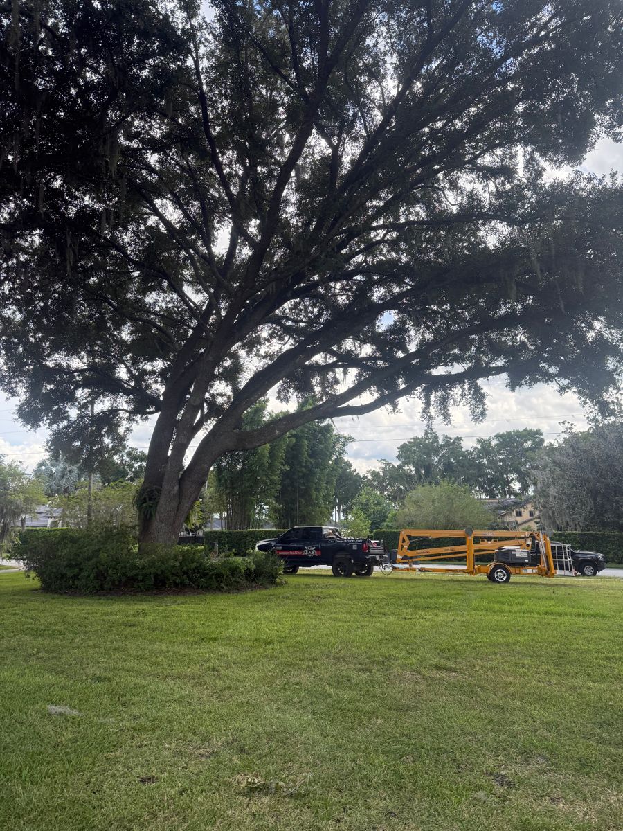 Tree Pruning for Amerigrown Tree And Lawn in Apopka, FL