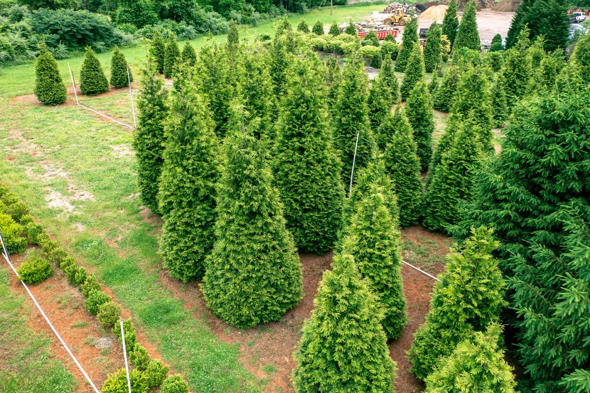 Green Giant Nursery for  in Morristown, NJ