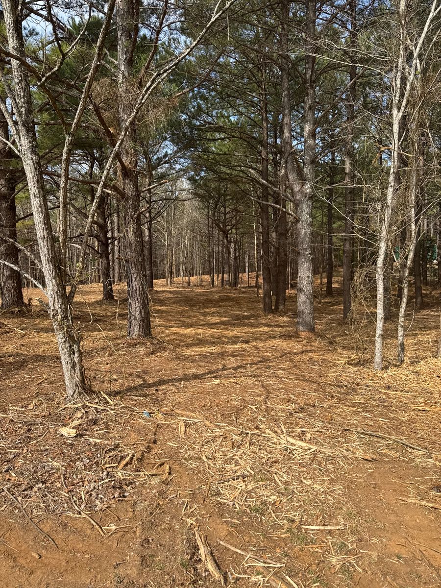 Forestry Mulching for Simmons land works in Sardis,, TN