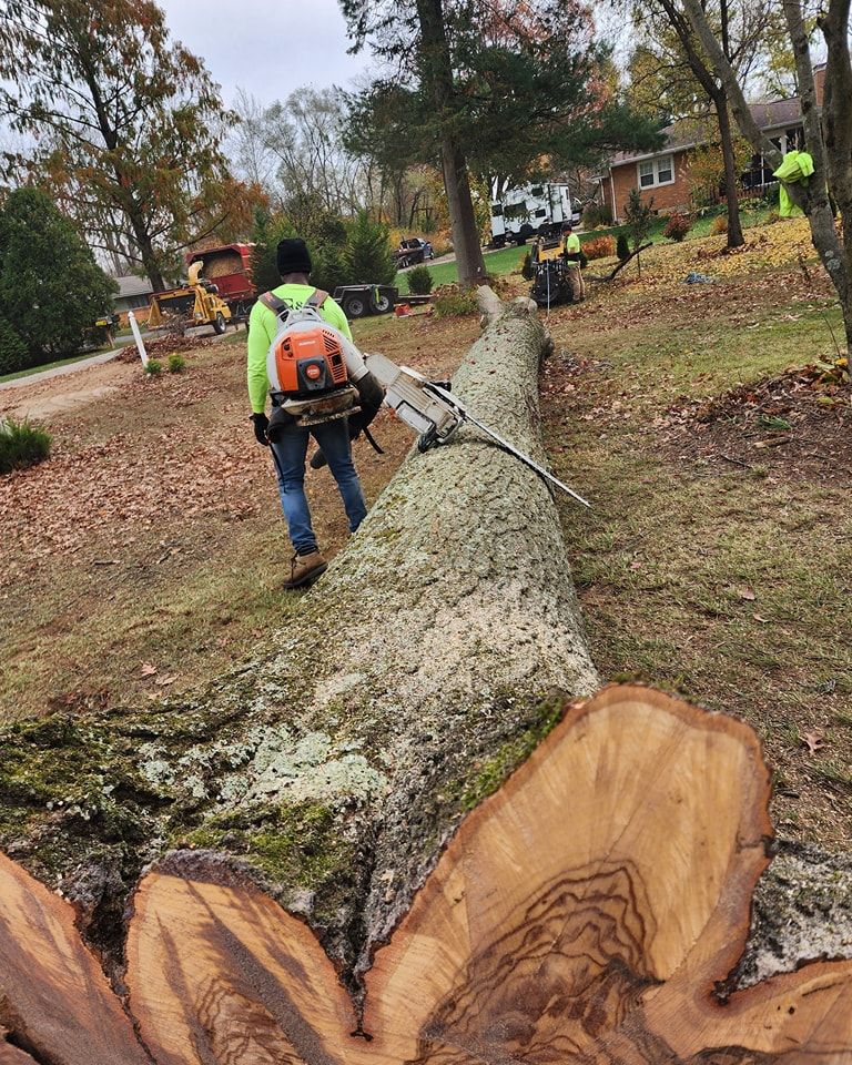 Tree Removal for F & F Tree Service in Beavercreek, OH