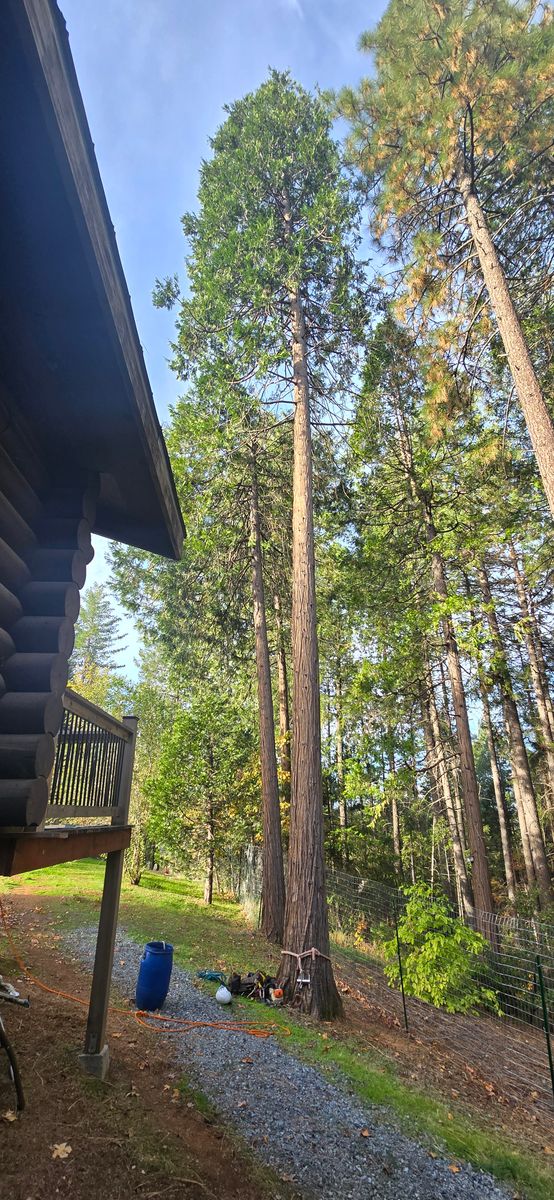 Hazardous Tree Services for George Staddan's Professional Tree Care in Placerville, CA