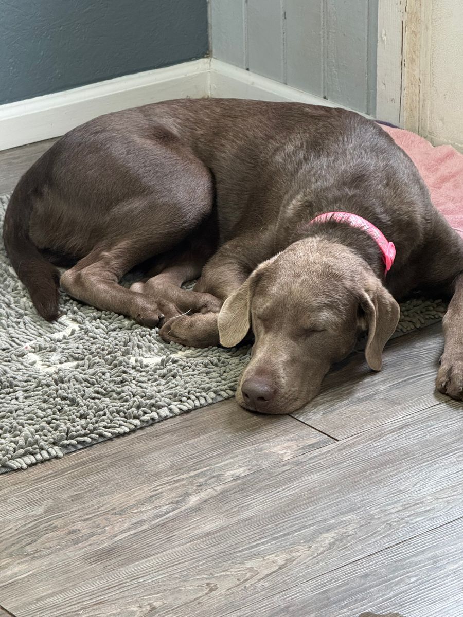 Full Service for Curbside Clips Mobile Grooming in Roachdale, Indiana