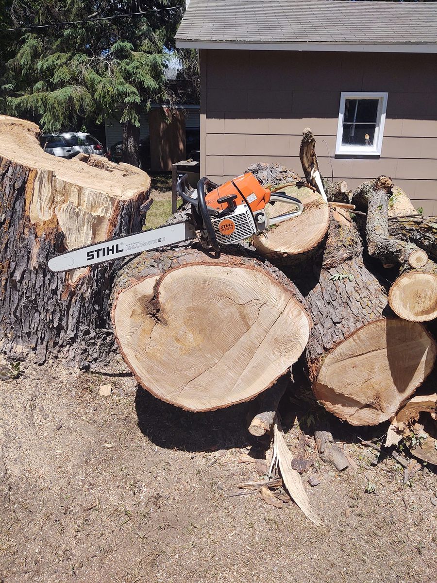 Tree Removal for Wenzels Tree Service LLC  in Bemidji, MN