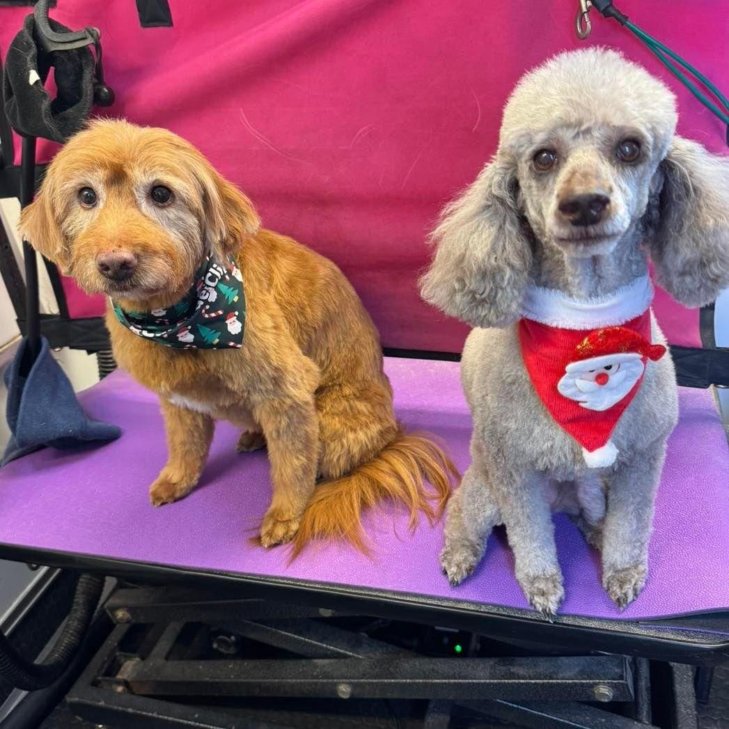 Boarding and Daycare for Curbside Clips Mobile Grooming in Roachdale, Indiana