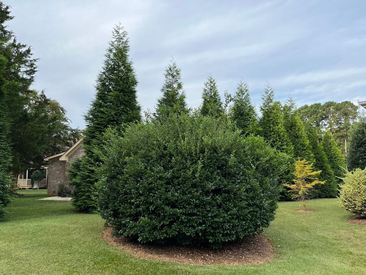 Landscape Design for Green Works Landscaping in Clayton, NC