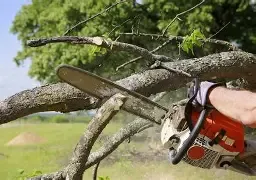 Tree Removal for Green Shoes Lawn & Landscape in Cincinnati, OH