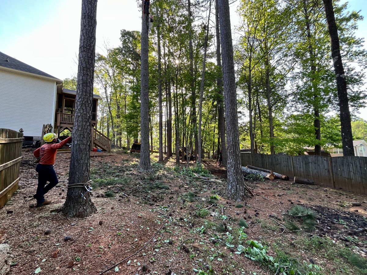 Tree Removal for J&M Stump Grinders LLC in Douglasville, GA