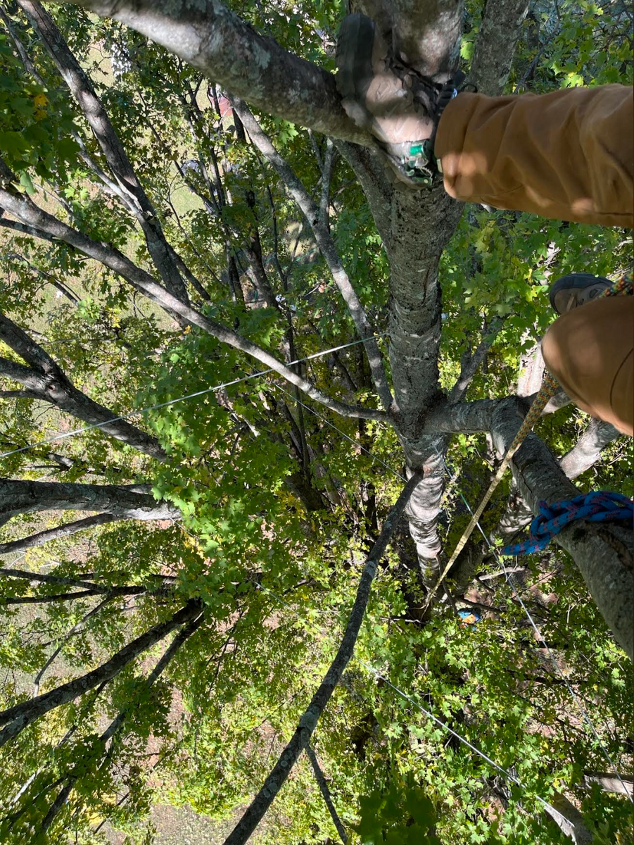 Cabling and Bracing for Settle Tree Services in Knoxville, TN