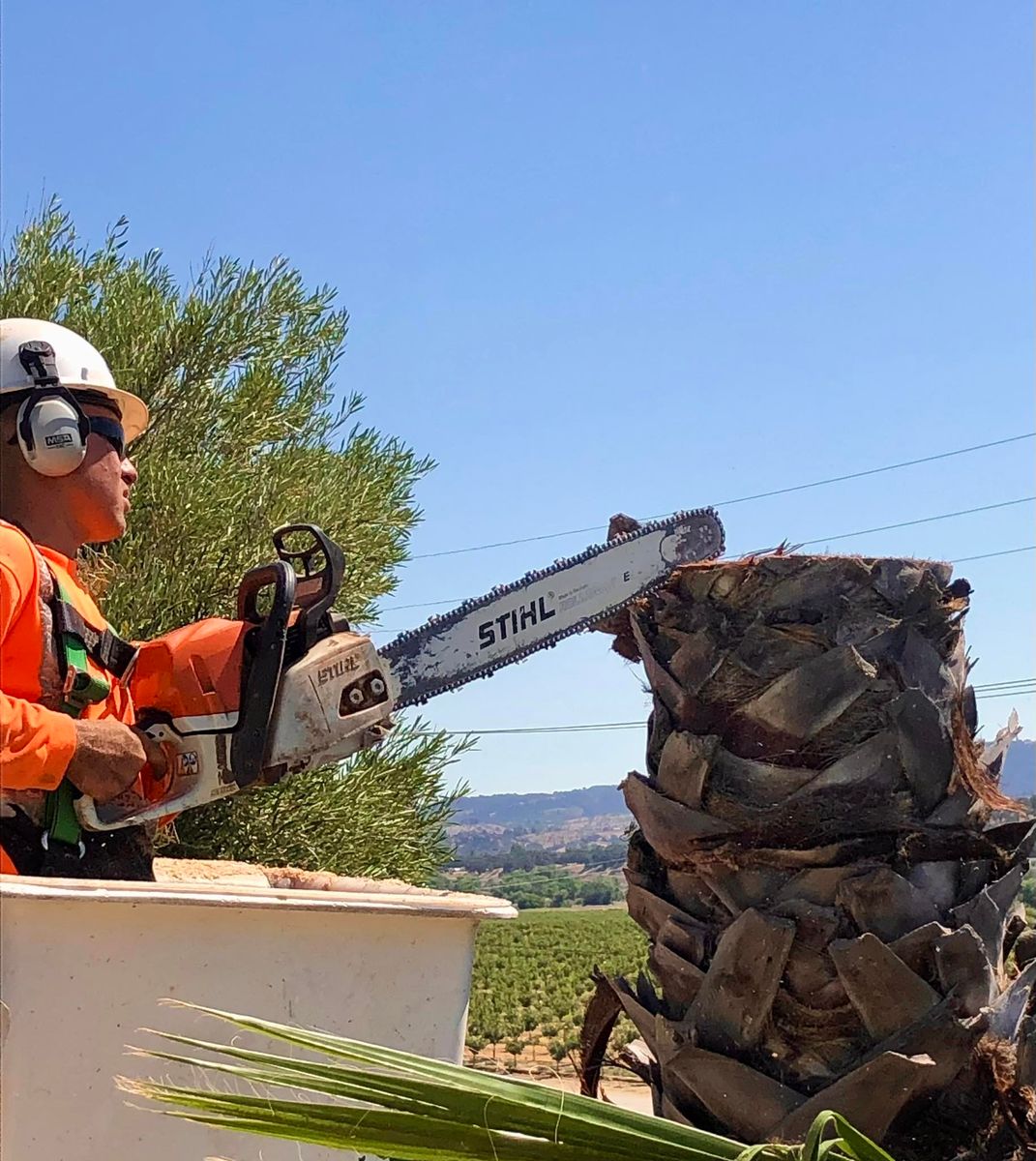 Tree Removal for A1 Junk & Tree Solutions, LLC in Paso Robles, CA