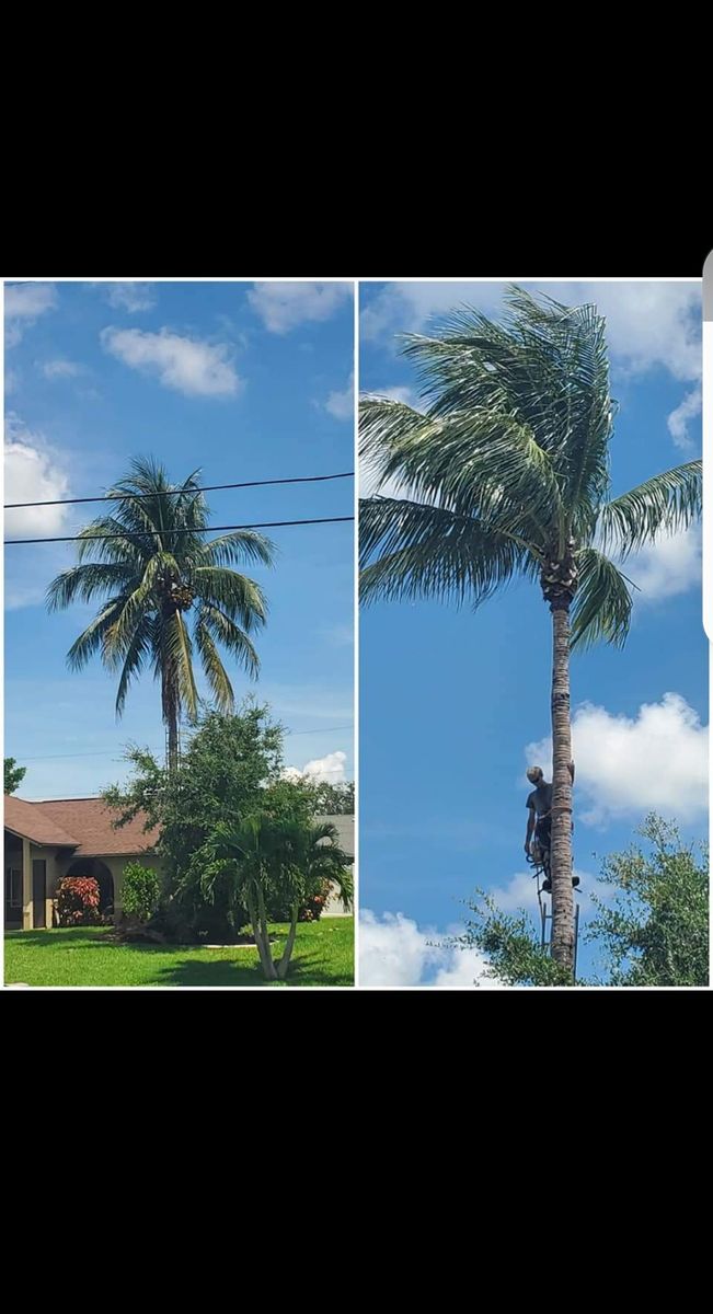 Tree Trimming for Advanced Landscaping Solutions LLC in Fort Myers, FL
