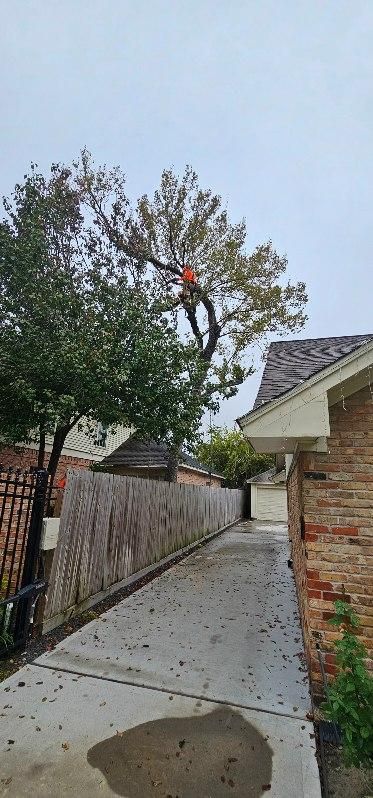 Tree Removal for Servin's Tree Care  in Houston, TX