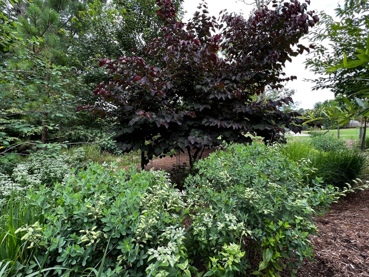 Habitat Restoration / Native Planting for Christina King Landscape Design in West Raleigh, NC