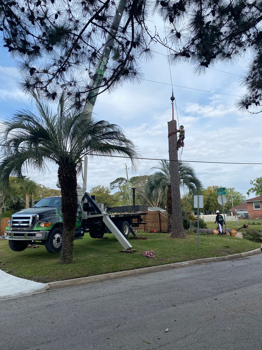 Tree Trimming for Elite Tree & Landscape Services LLC in St. Augustine, FL