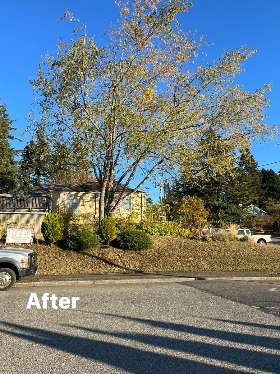 Tree Trimming for Puget Sound Tree LLC in Bremerton, WA