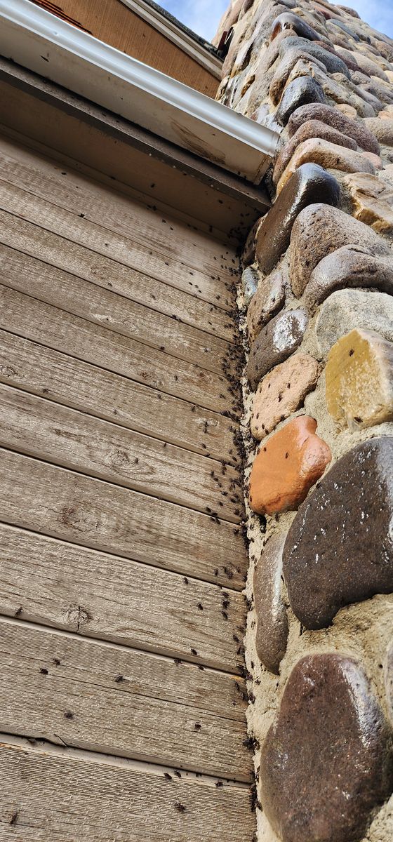 General Pest Control for Arvo Pest Control in Sandy, UT