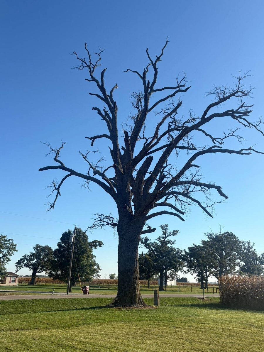 Tree Trimming for Dig-It Tree Company in Mason, OH
