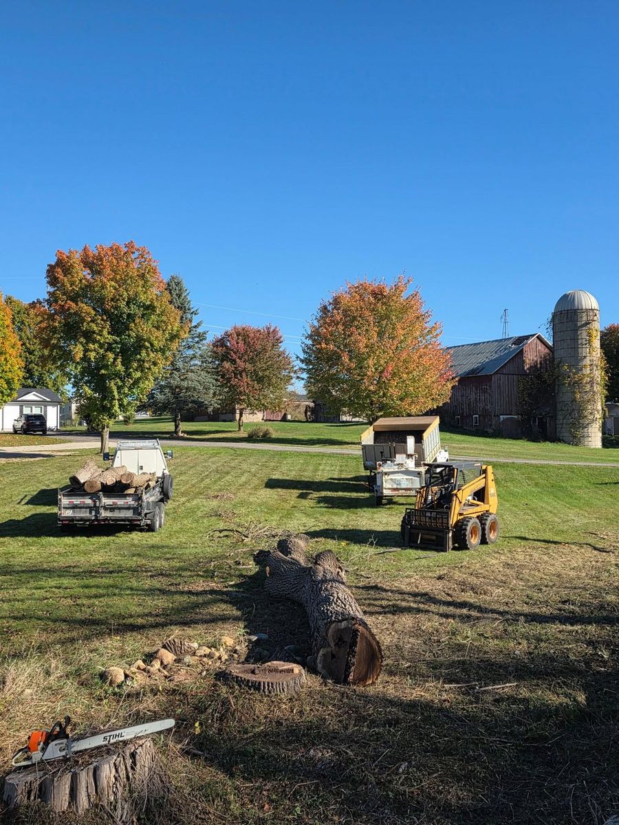 Tree Removal for D Hale Tree Service in Ann Arbor, MI