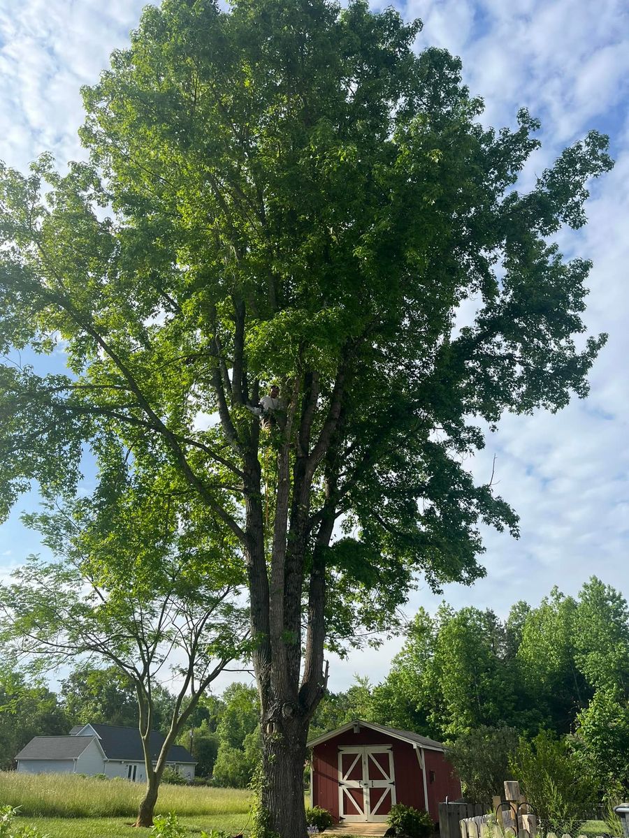 Tree Trimming for DW’s Tree Service in Winston-Salem, NC
