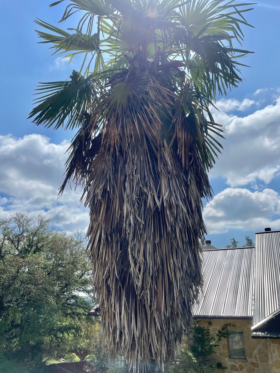 Tree Trimming for Z’s Trees LLC in Grey Forest, TX