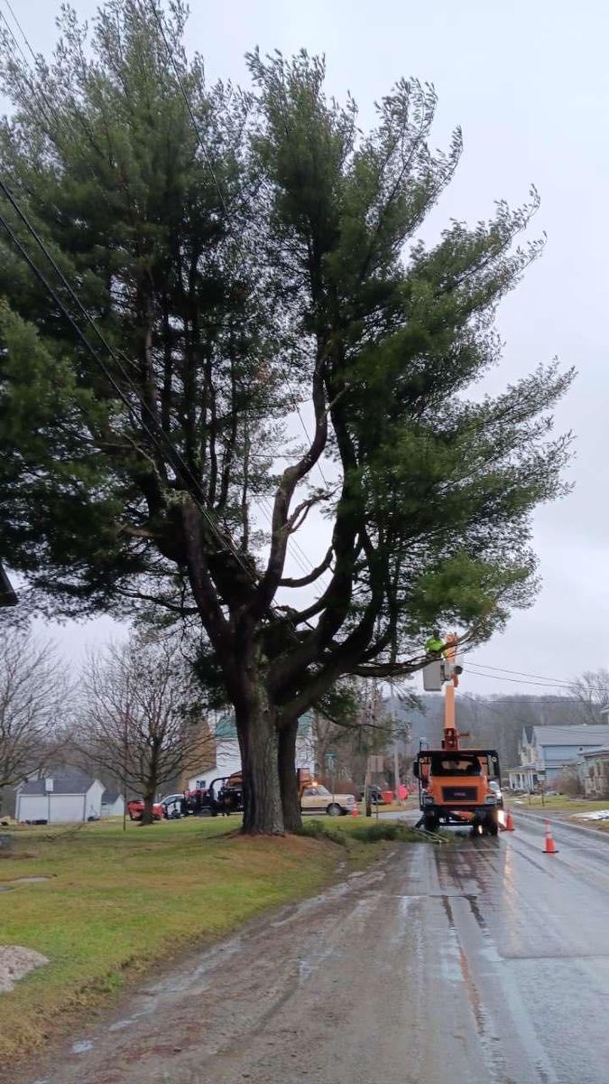 Tree Trimming for J&E Tree & Excavation Services in Sandy, PA