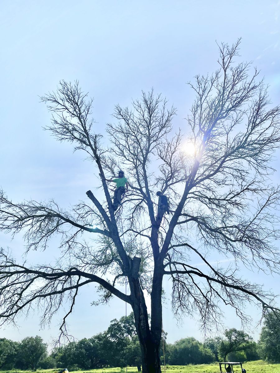 Tree Pruning for Braun Tree Service in Floresville, Texas