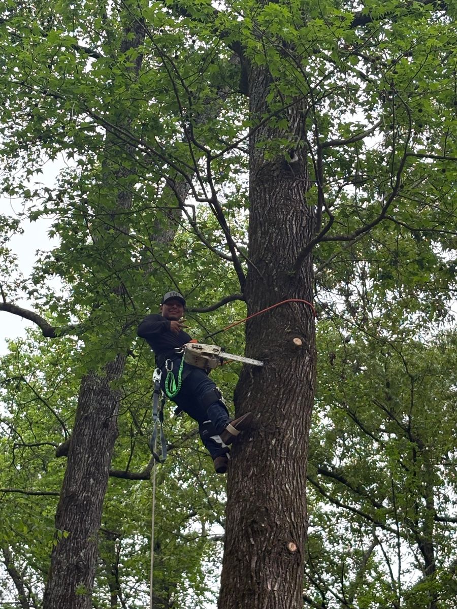 Tree Trimming for T N L - Tree and Land Service in Reynolds, GA