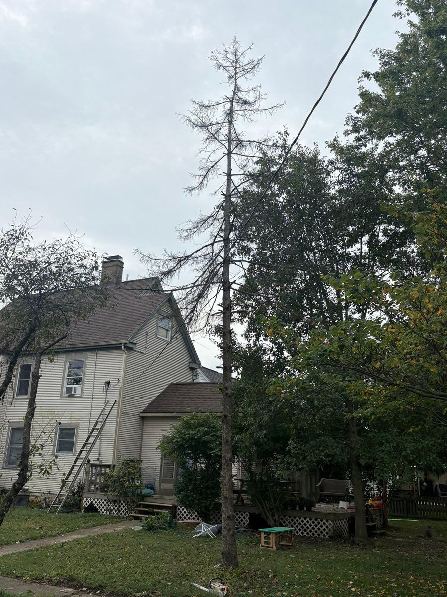 Tree Trimming for Dig-It Tree Company in Mason, OH