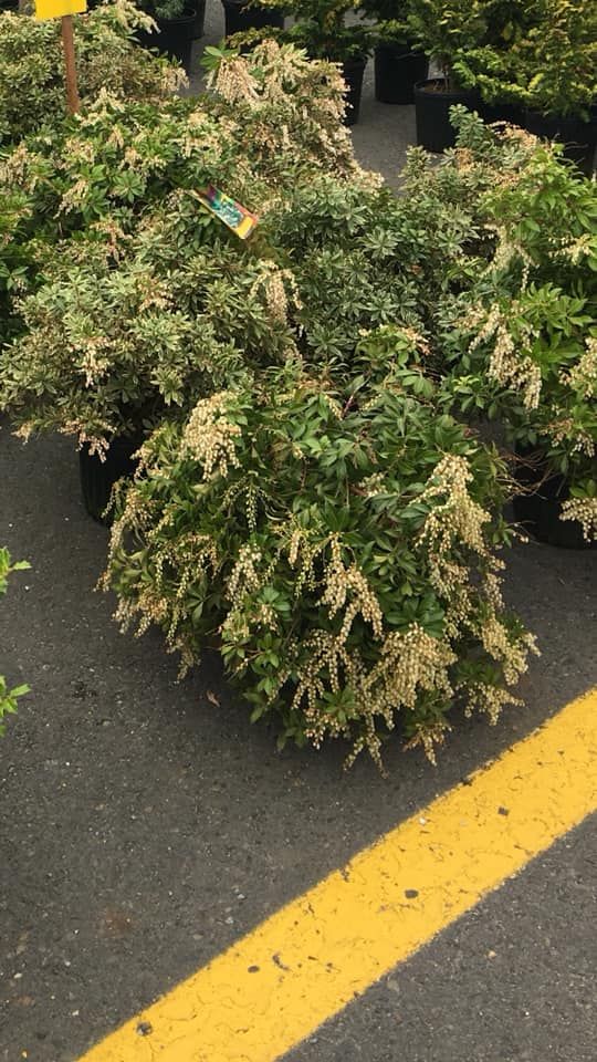 Landscape Design for Fratesi Landscaping in Edison, NJ