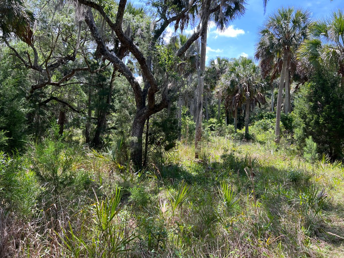 Brush cutting for Roberts Lawn & Landscape in Cross City, FL