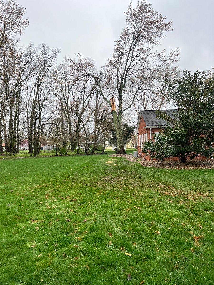 Tree Trimming for Kadin’s Tree Service in North Vernon, IN