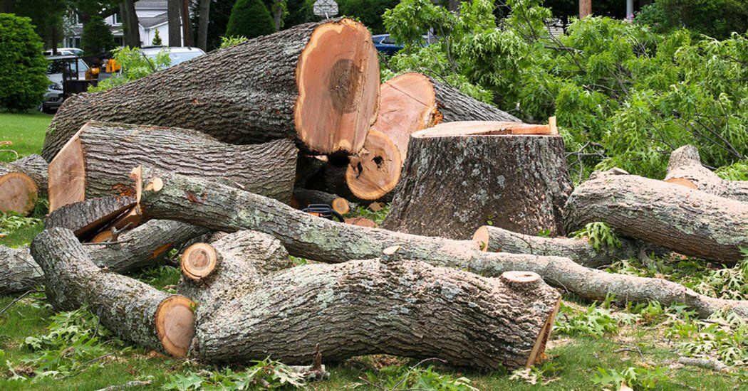 Tree Removal for Timber Titans Tree Service in Indianapolis, IN