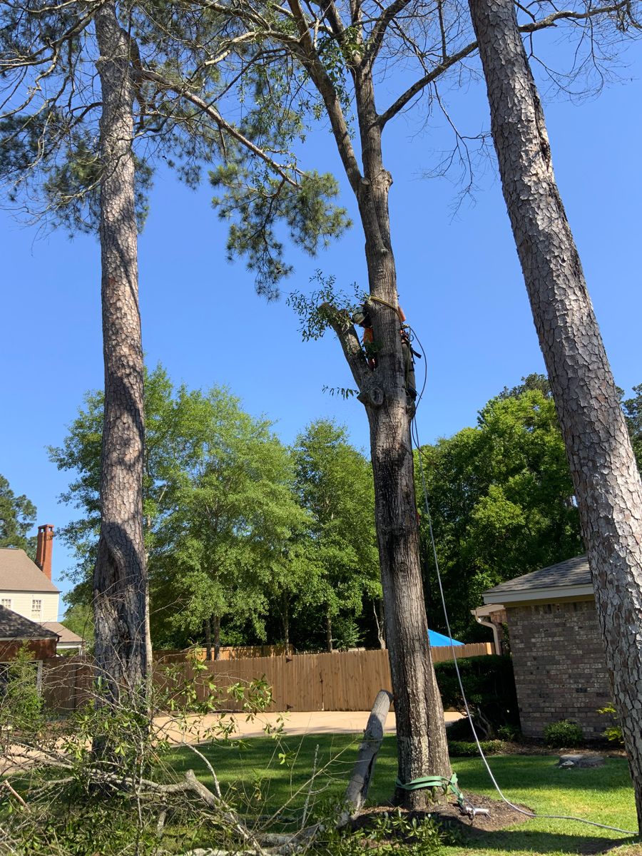 Tree Services for Broadway & McMullen Construction in Hattiesburg, MS