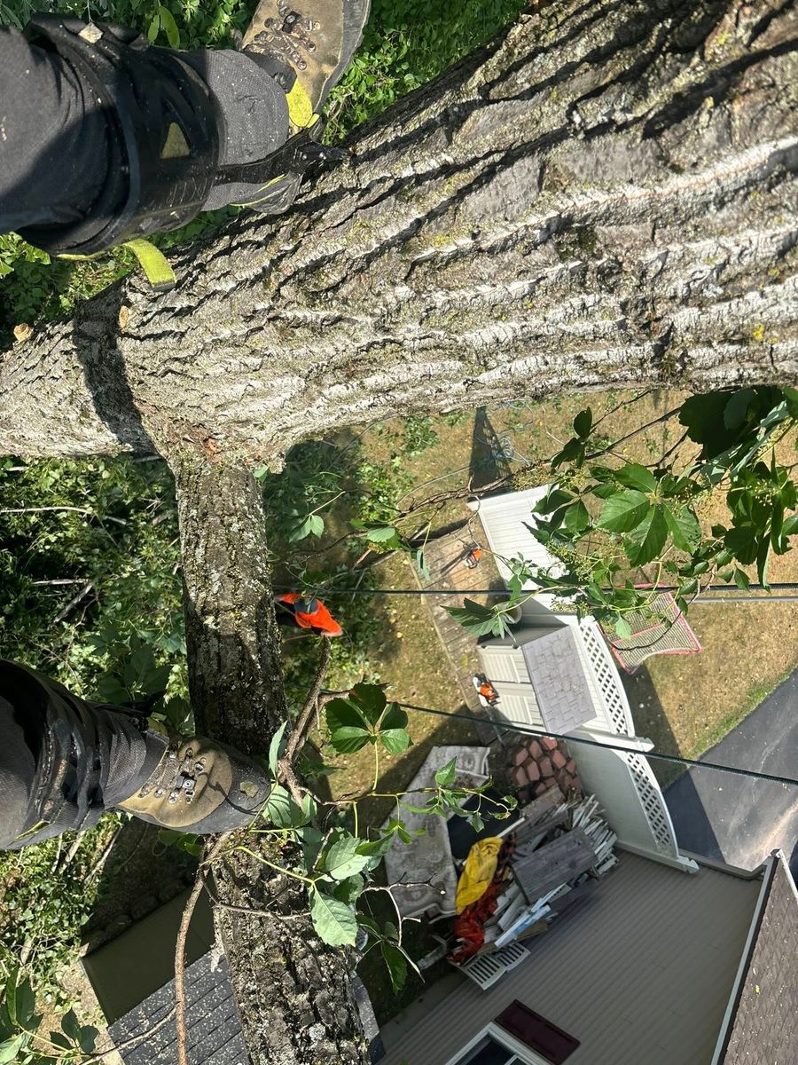 Tree Pruning for T's Trees in Albany, NY