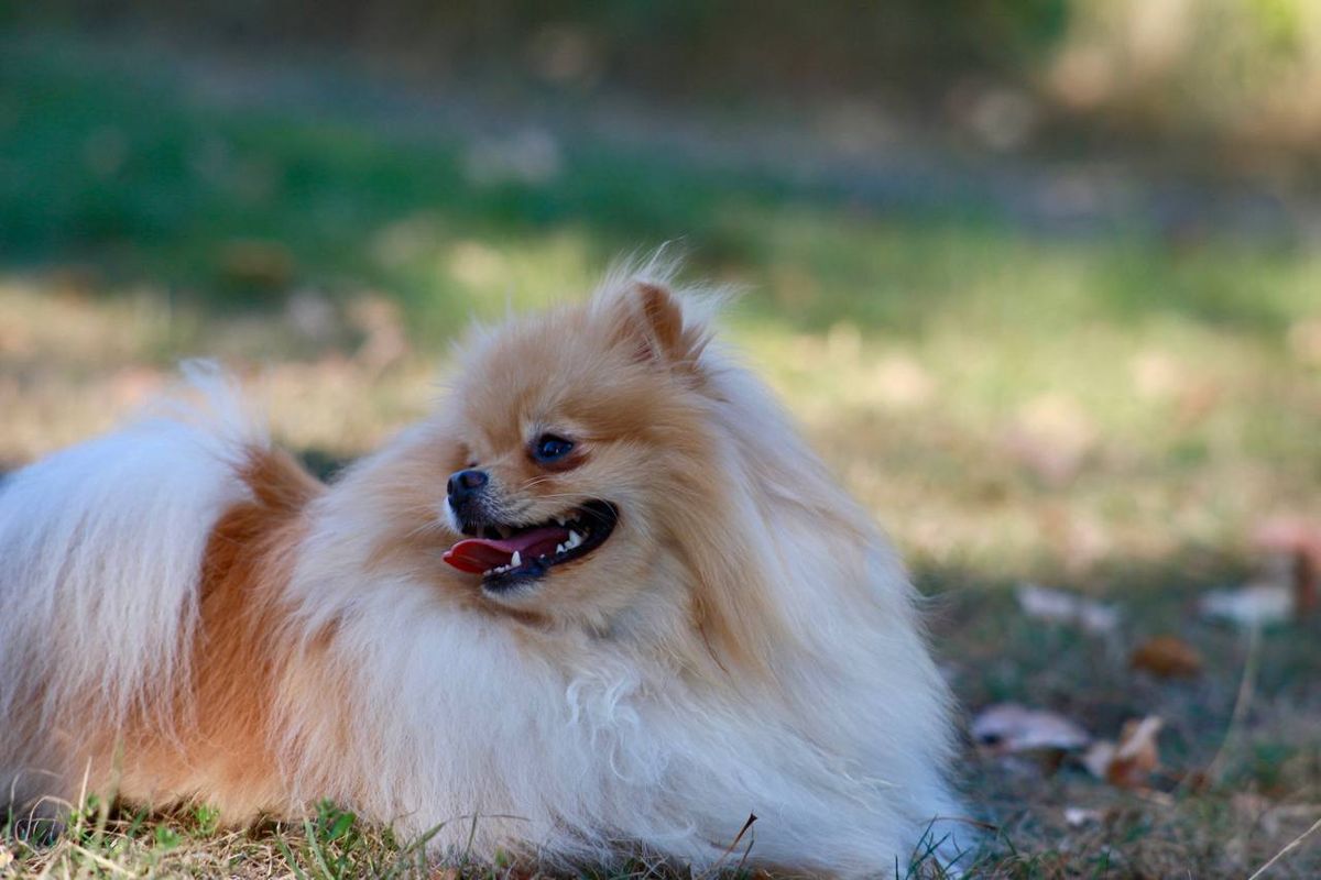 Playing for Good Boys LLC in Irondequoit, NY